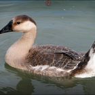 Young Goose looking for a mate.....