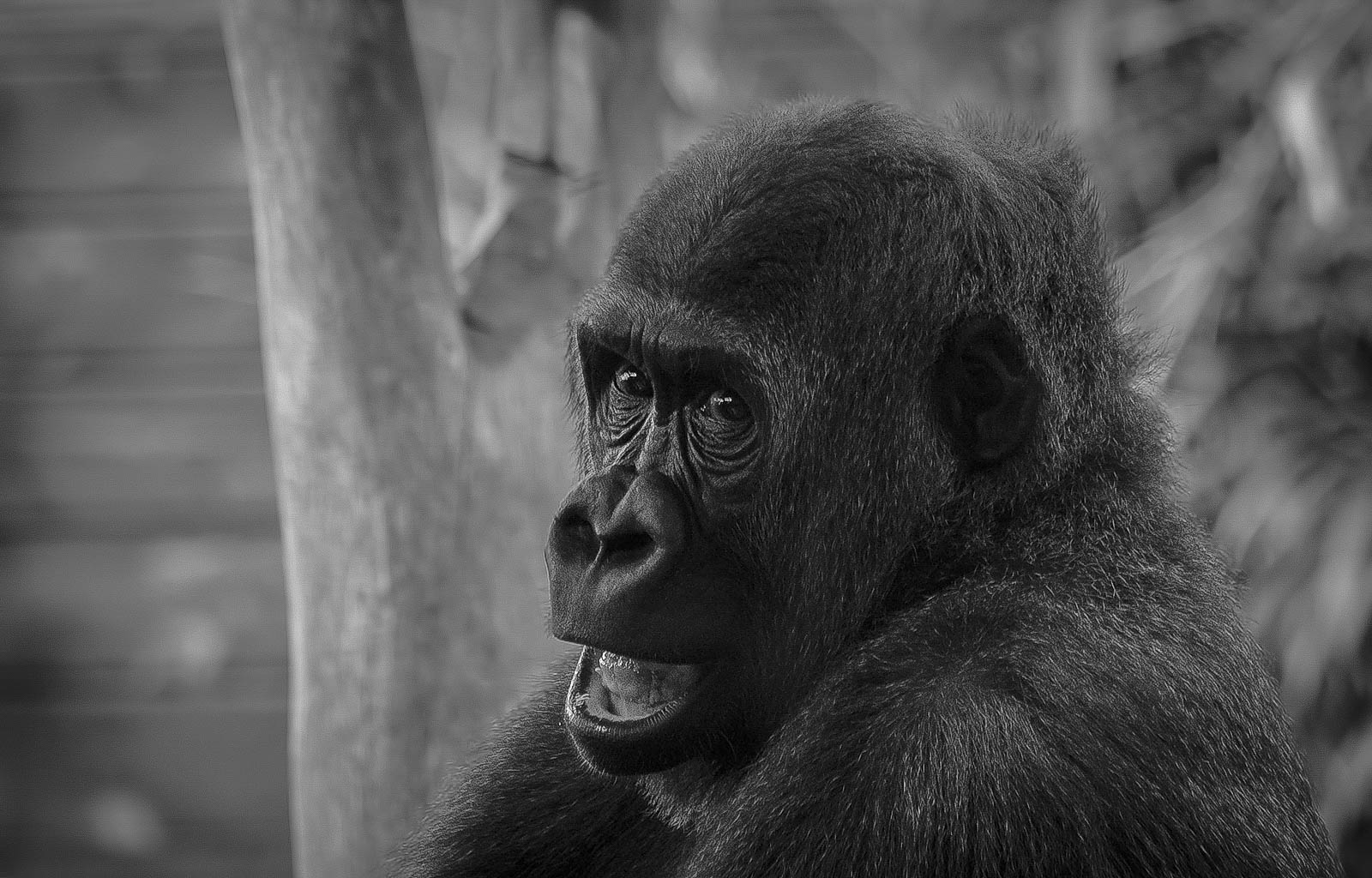 Young gorilla - BW