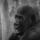 Young gorilla - BW