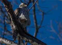 Young Goshawk