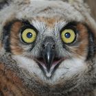 Young Great Horned owl
