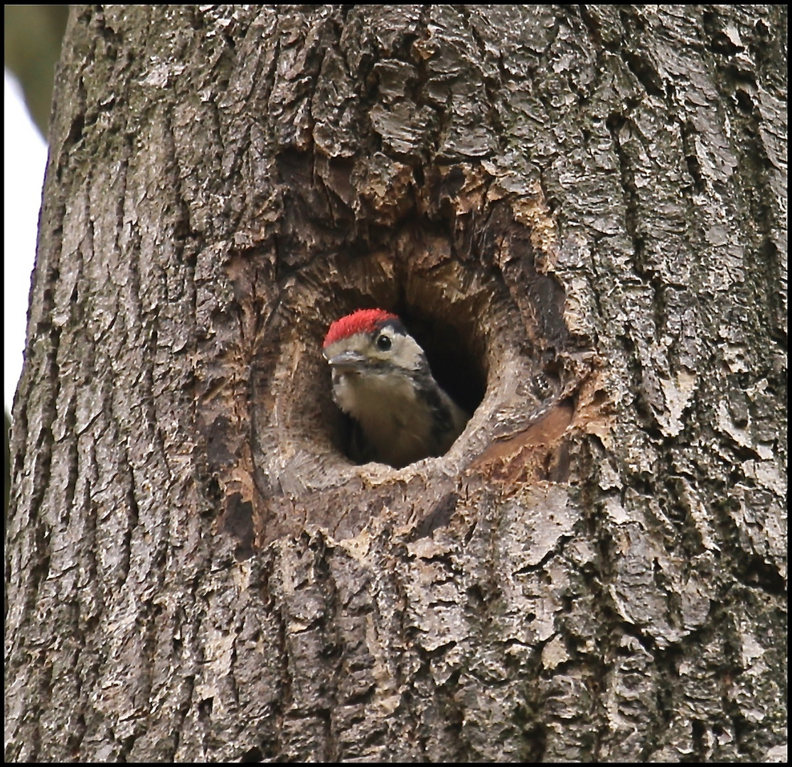 Young Great Spotted Woodpecker