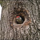 Young Great Spotted Woodpecker