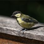 young Great tit