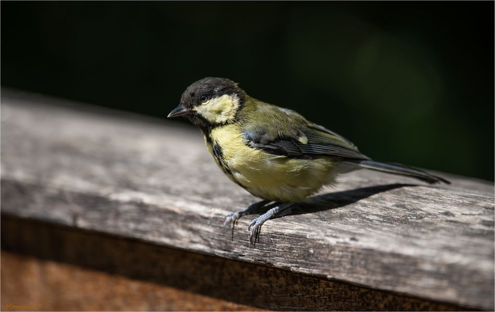 young Great tit