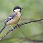 young great tit