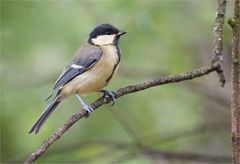 young great tit