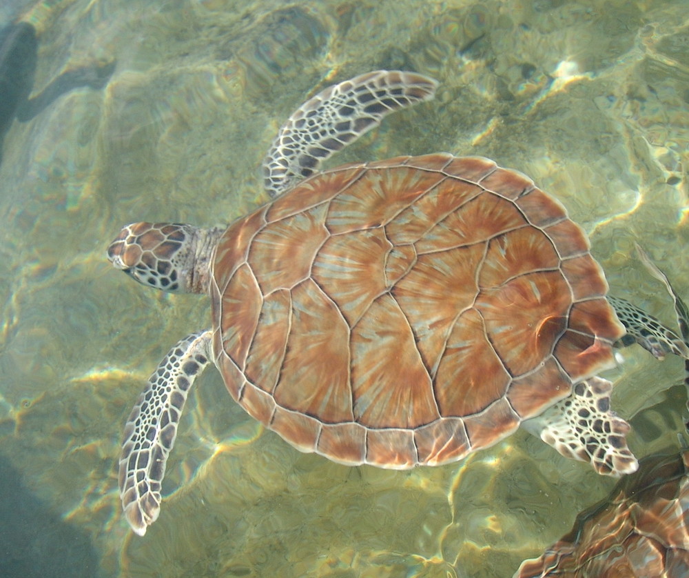 Young Green Turtle