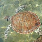 Young Green Turtle