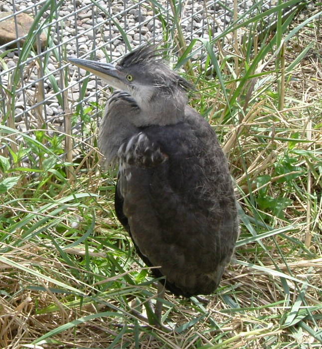 Young Grey Heron