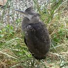 Young Grey Heron