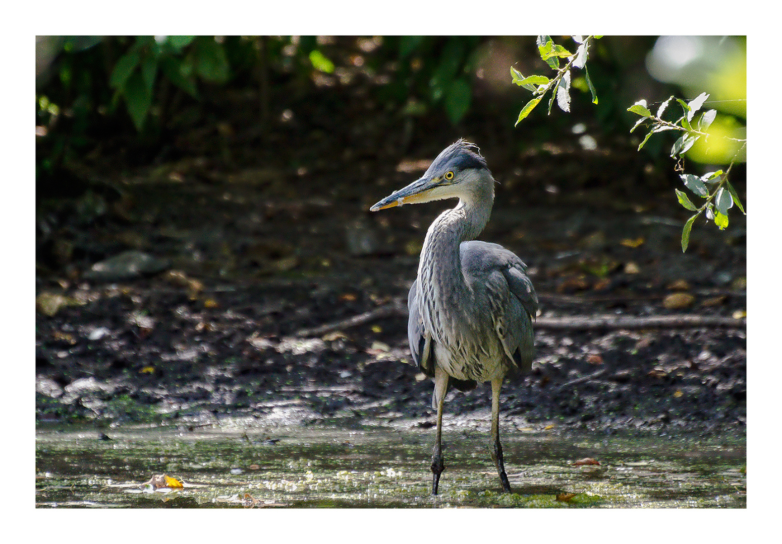 Young Grey Heron