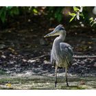 Young Grey Heron