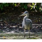 Young Grey Heron