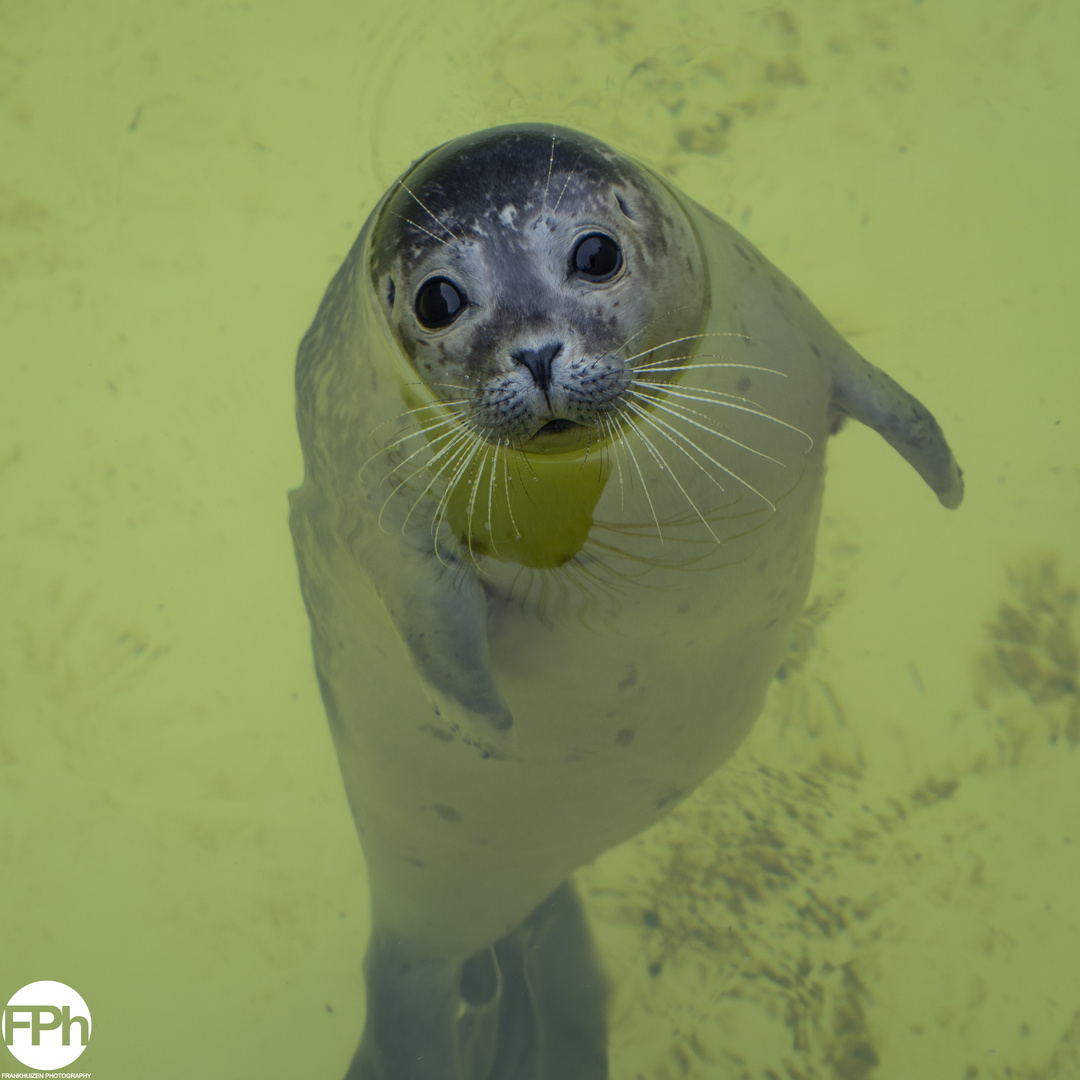 Young Grey Seal