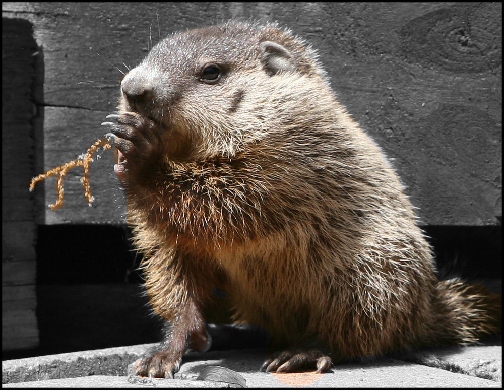 Young groundhog grabbing a quick bite of food.