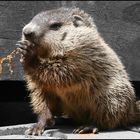 Young groundhog grabbing a quick bite of food.