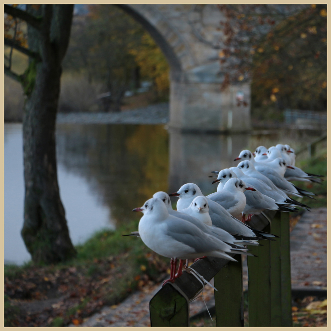 young gulls on the Tyne at hexham