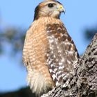 Young Hawk