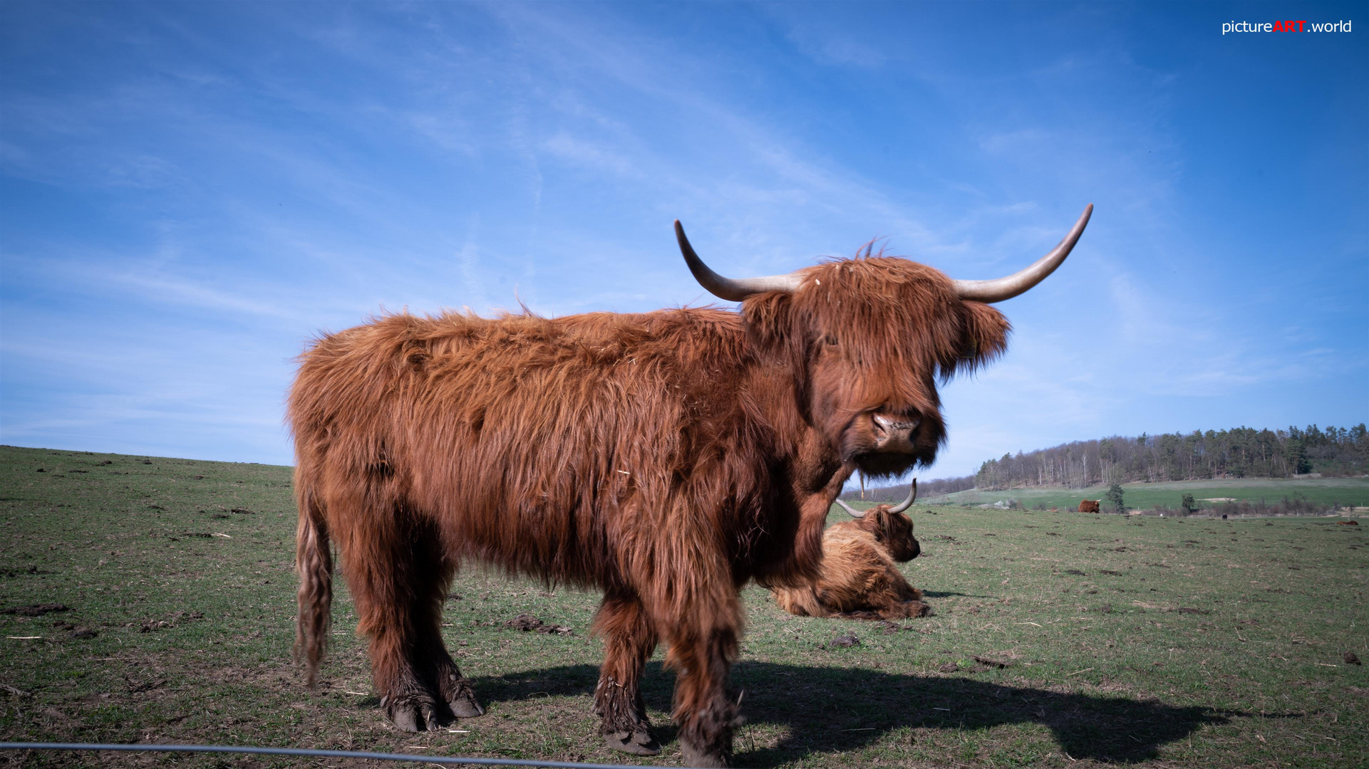 Young Highland