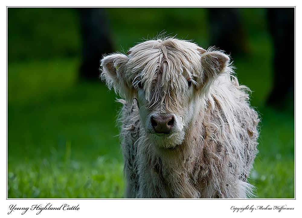 Young Highland Cattle