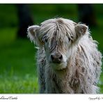 Young Highland Cattle