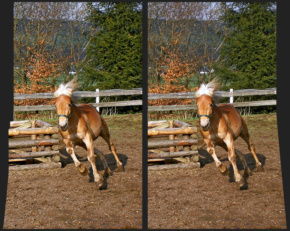 Young Horse 3D