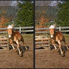 Young Horse 3D