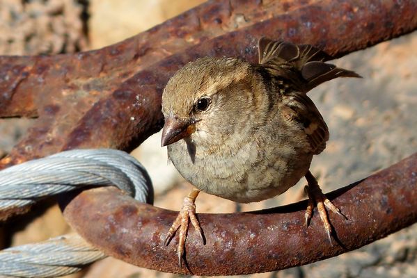 Young  House Sparrow