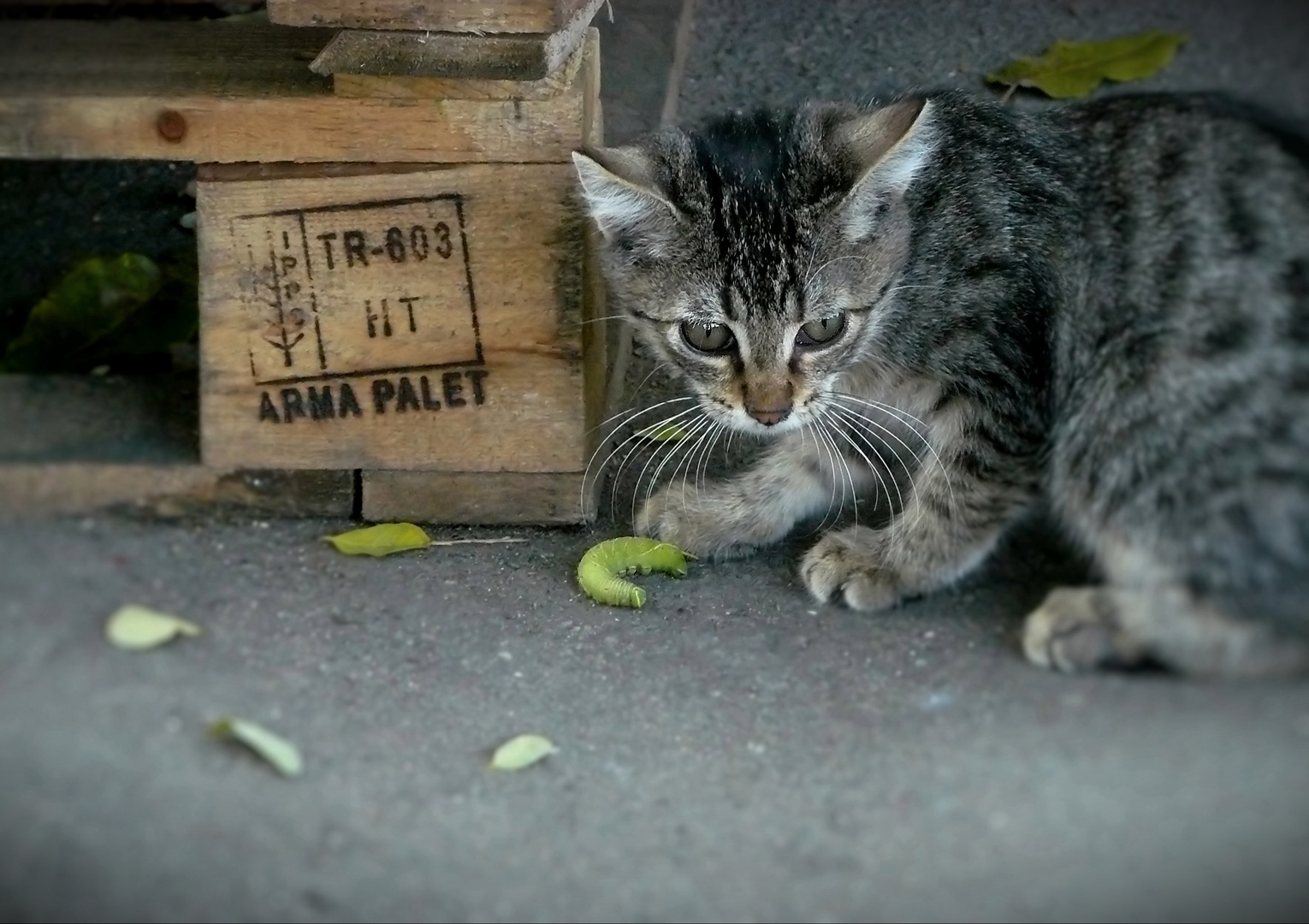 young hunter