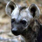 Young Hyena