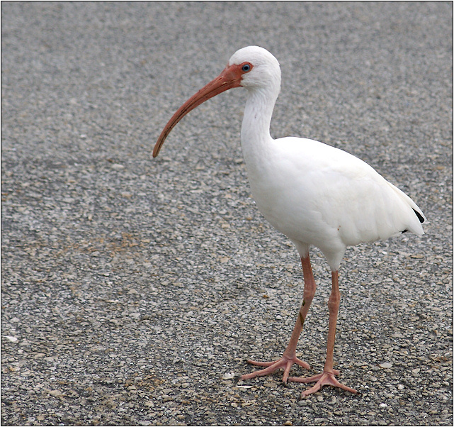 Young ibis