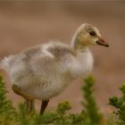 Young indian goose ..