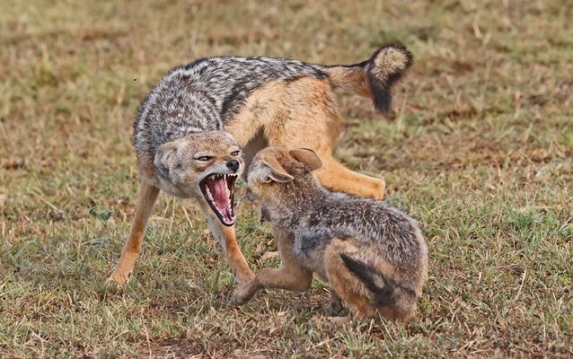 Young Jackal demands food