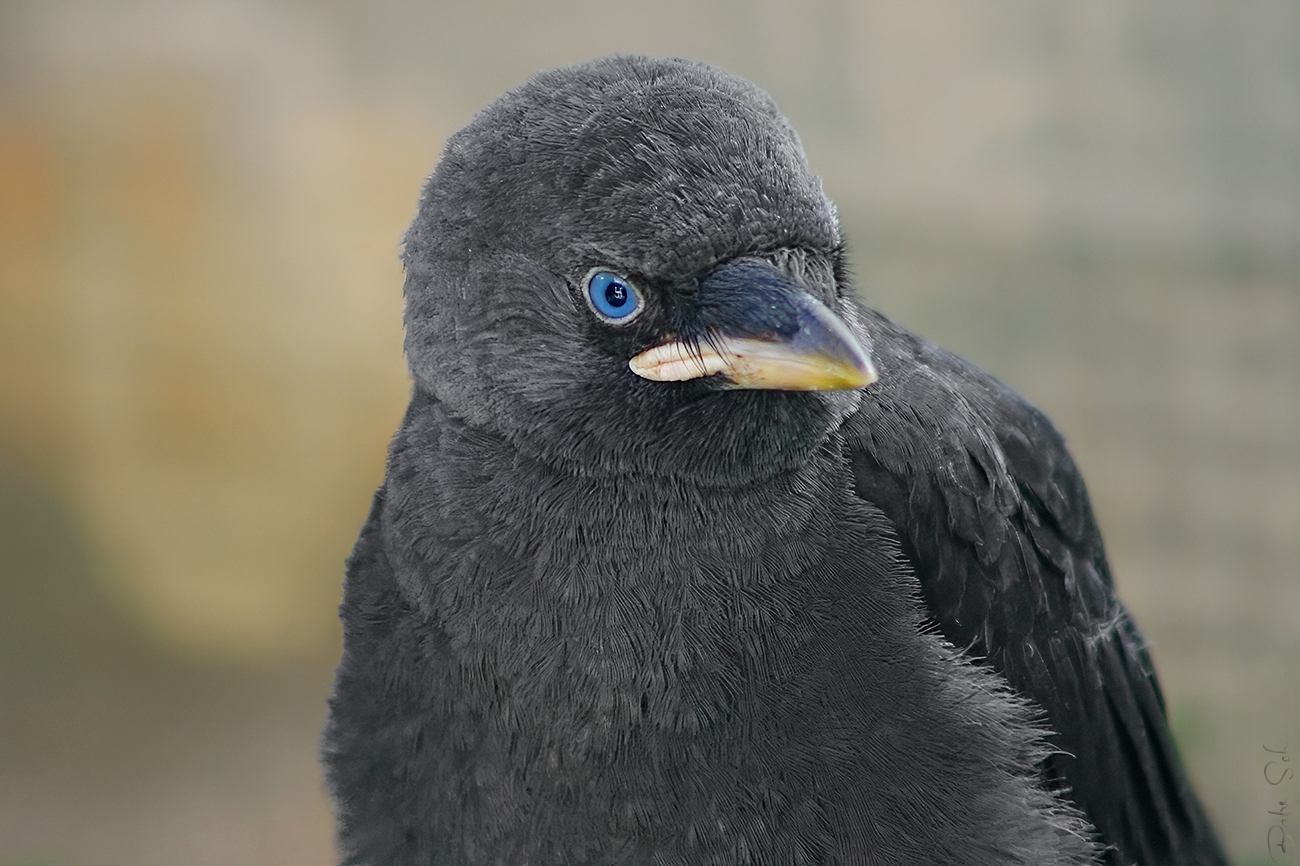 young Jackdaws