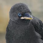 young Jackdaws