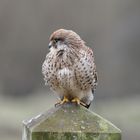 Young Kestrel