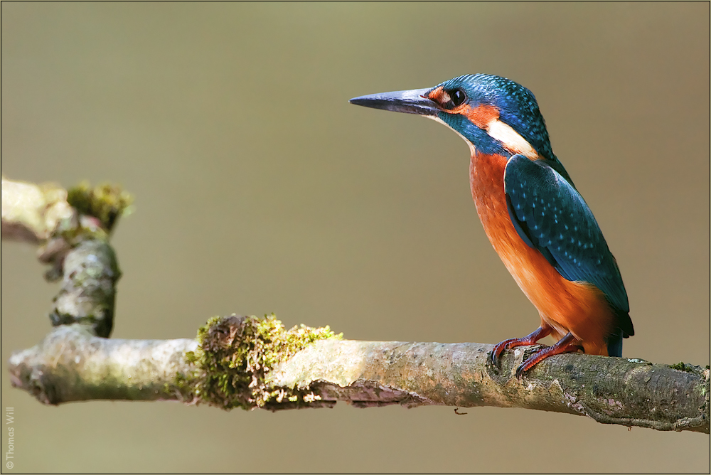 [  young Kingfisher  ]