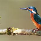 [  young Kingfisher  ]