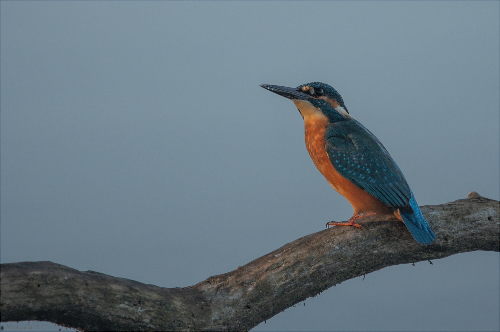 Young Kingfisher