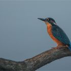 Young Kingfisher