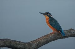 Young Kingfisher