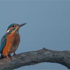 Young Kingfisher