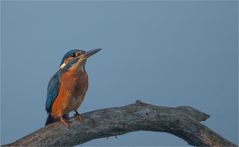 Young Kingfisher