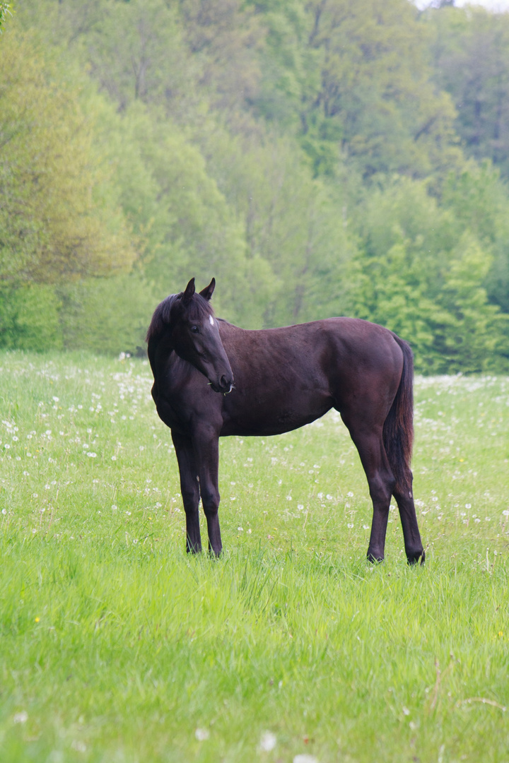 Young Lady