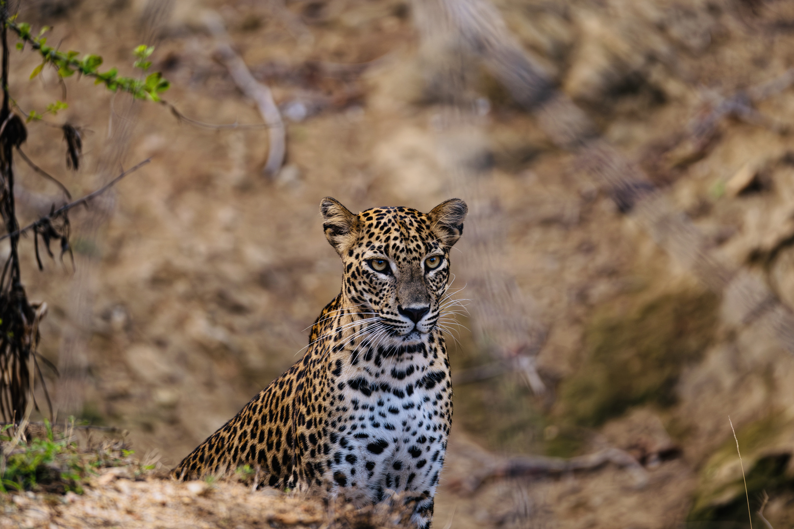 Young Leopard 