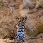 Young Leopard 