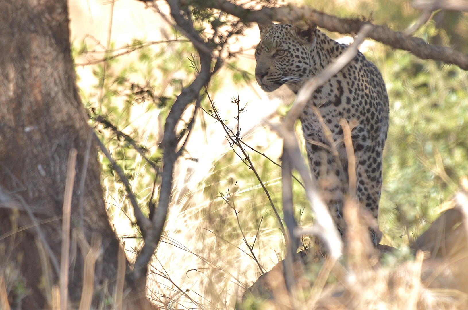 Young Leopard