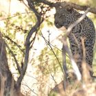 Young Leopard