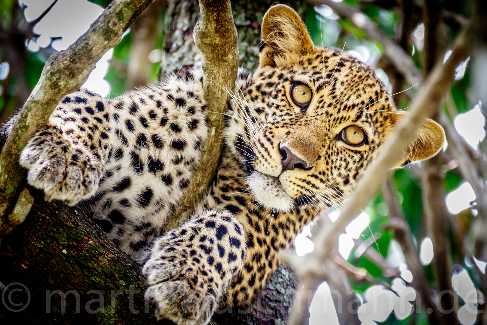 Young Leopard